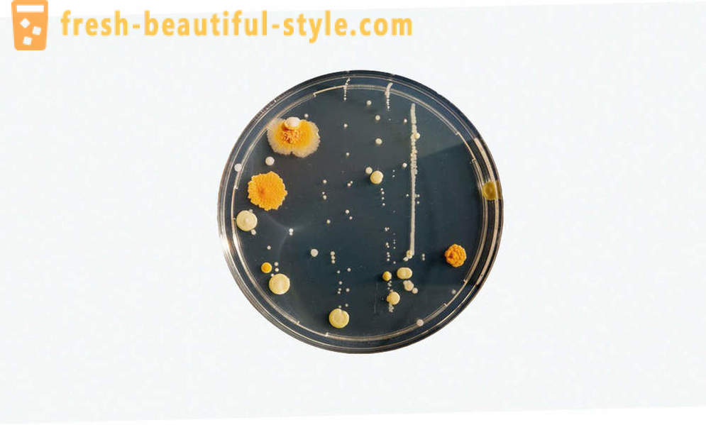5 almindelige misforståelser om bakterier
