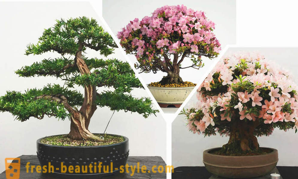 Forenkle se, bonsai: reglerne i den østlige stil i det indre