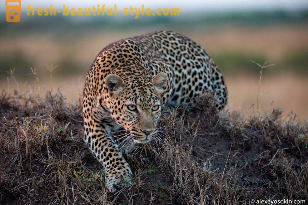 Leopard Jagt