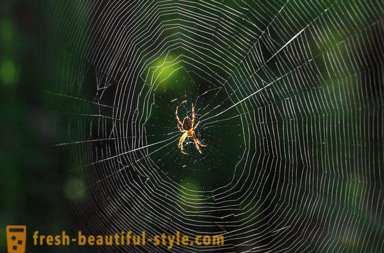Hvorfor ikke forveksles edderkop i sit spind?