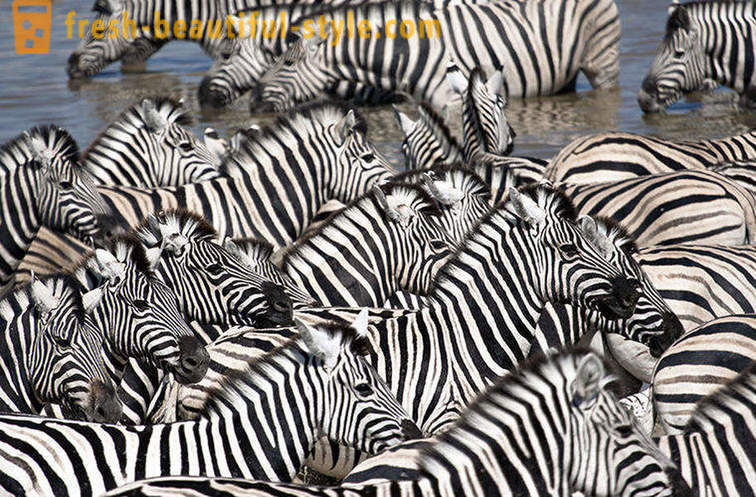 Hvilken farve er en zebra og hvorfor hun stripper
