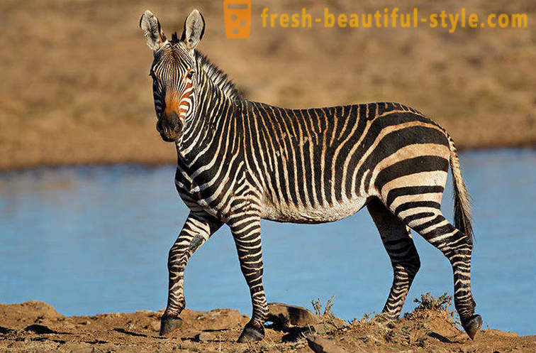 Hvilken farve er en zebra og hvorfor hun stripper