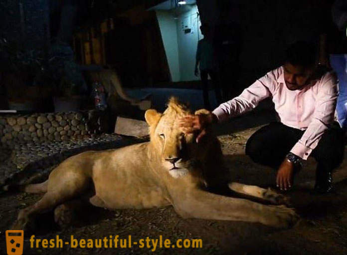 To brødre fra Pakistan bragte en løve ved navn Simba