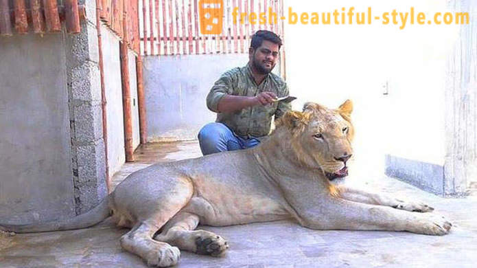To brødre fra Pakistan bragte en løve ved navn Simba
