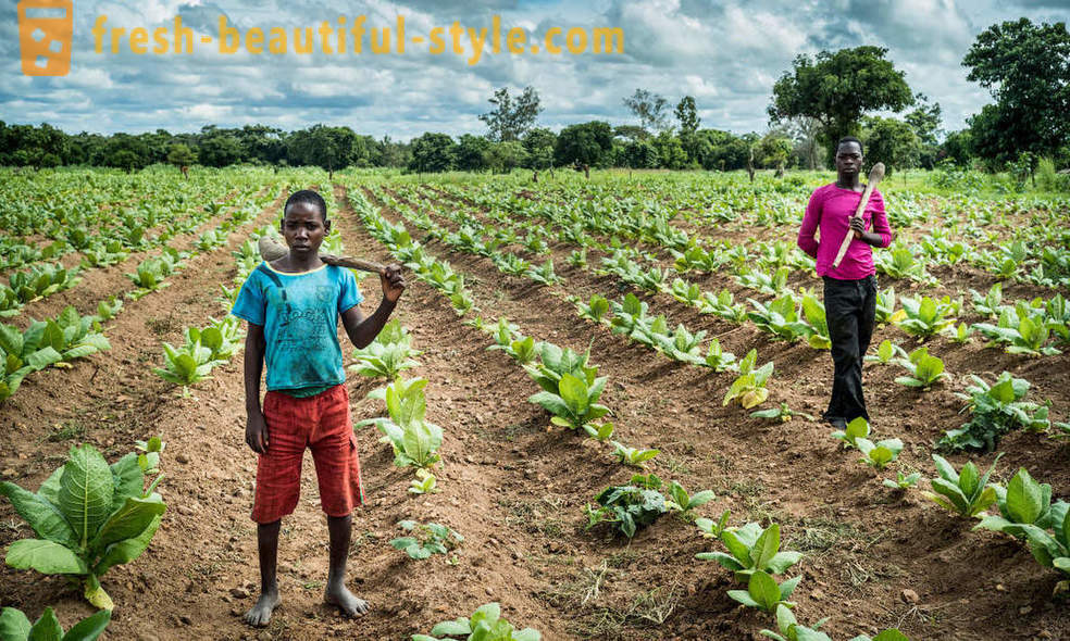 Malawi tobak plantage