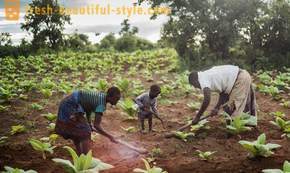 Malawi tobak plantage