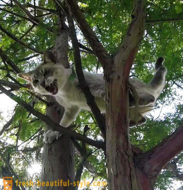 Amerikanske pensionister, klatre i træer, redder katte