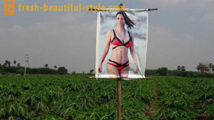 En plakat med en pornostjerne for plantebeskyttelse fra det onde øje