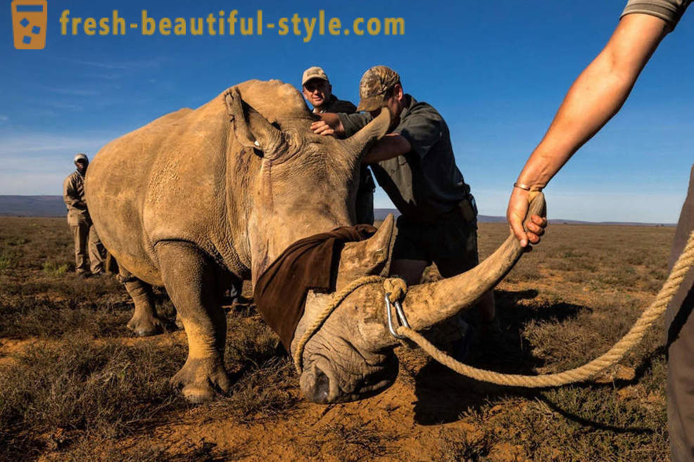 Fotorassledovanie: Jagten på næsehorn horn