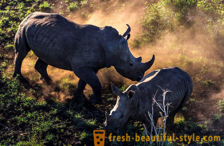 Fotorassledovanie: Jagten på næsehorn horn