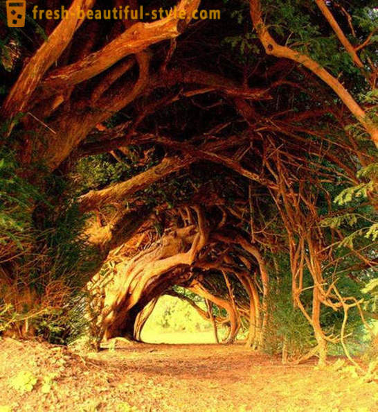 De fleste interessante tunneler af træer