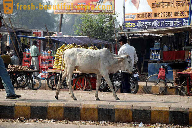 Stray køer - en af ​​Indiens problemer