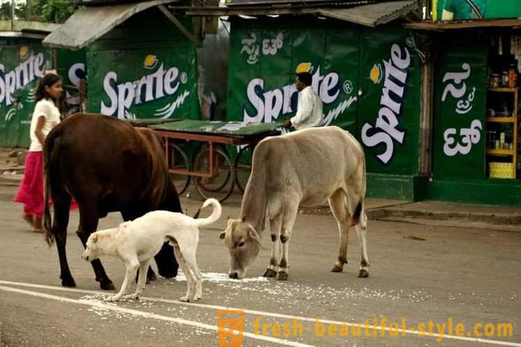Stray køer - en af ​​Indiens problemer