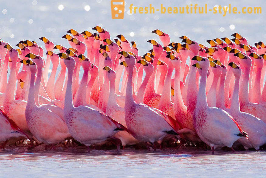 Flamingo - nogle af de ældste fuglearter