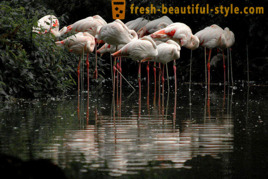 Flamingo - nogle af de ældste fuglearter