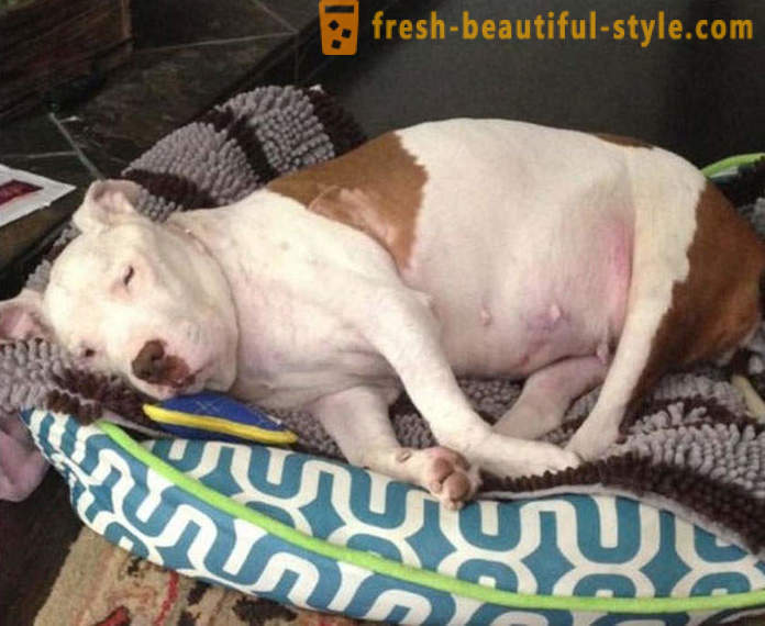 Dying pit bull: en trist historie med en lykkelig slutning