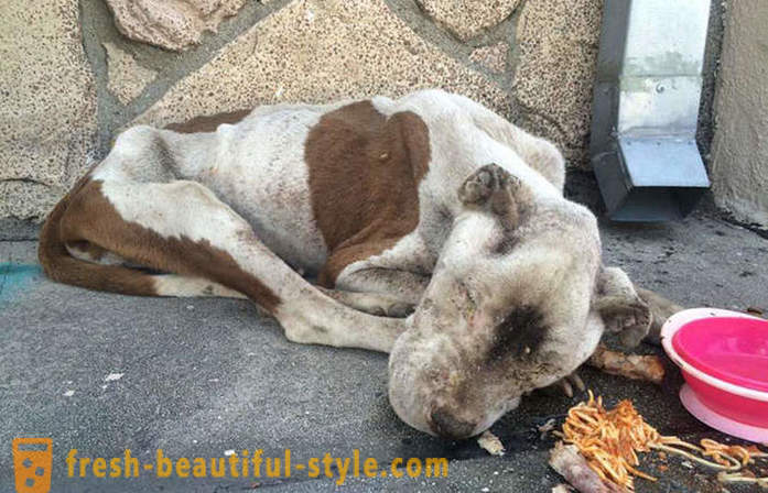 Dying pit bull: en trist historie med en lykkelig slutning