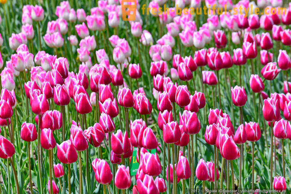 Skønhed Krim tulipaner i Nikitsky haven