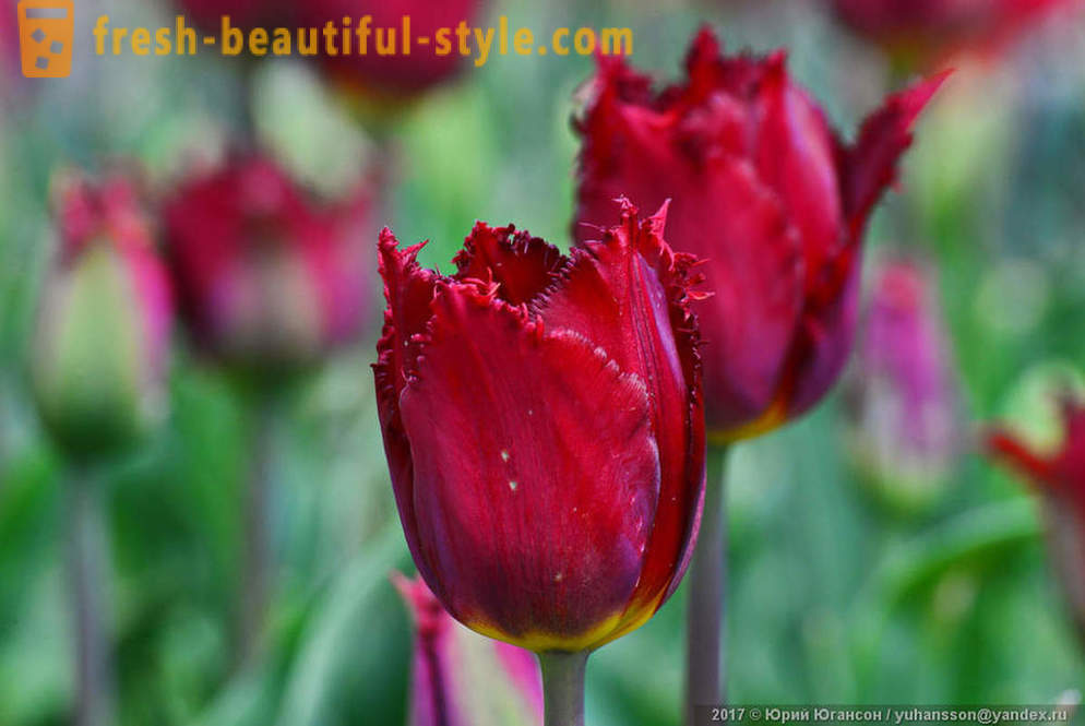 Skønhed Krim tulipaner i Nikitsky haven