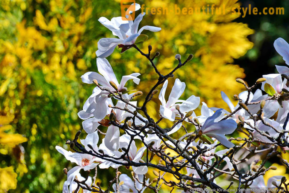 Smukke blomstrende magnolia Krim