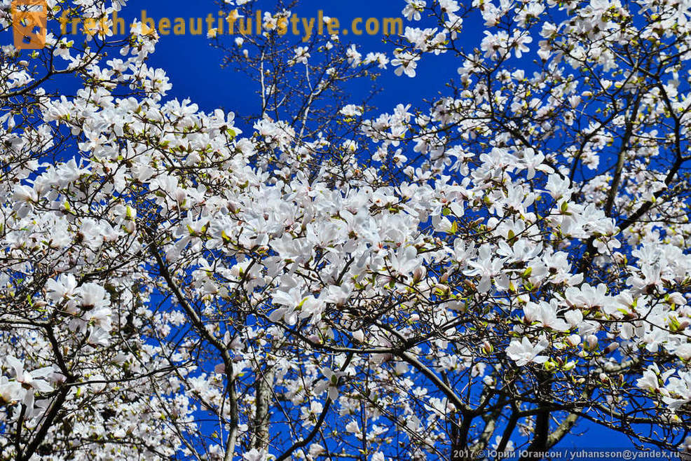 Smukke blomstrende magnolia Krim