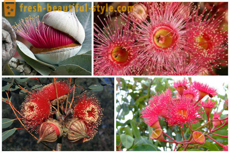 Blomstrende eukalyptus og andre naturlige vidundere