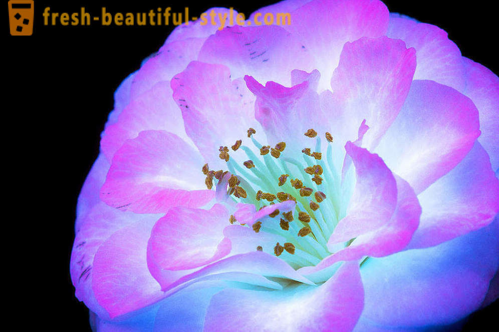 Blændende fotografier af blomster, tændte med ultraviolet lys