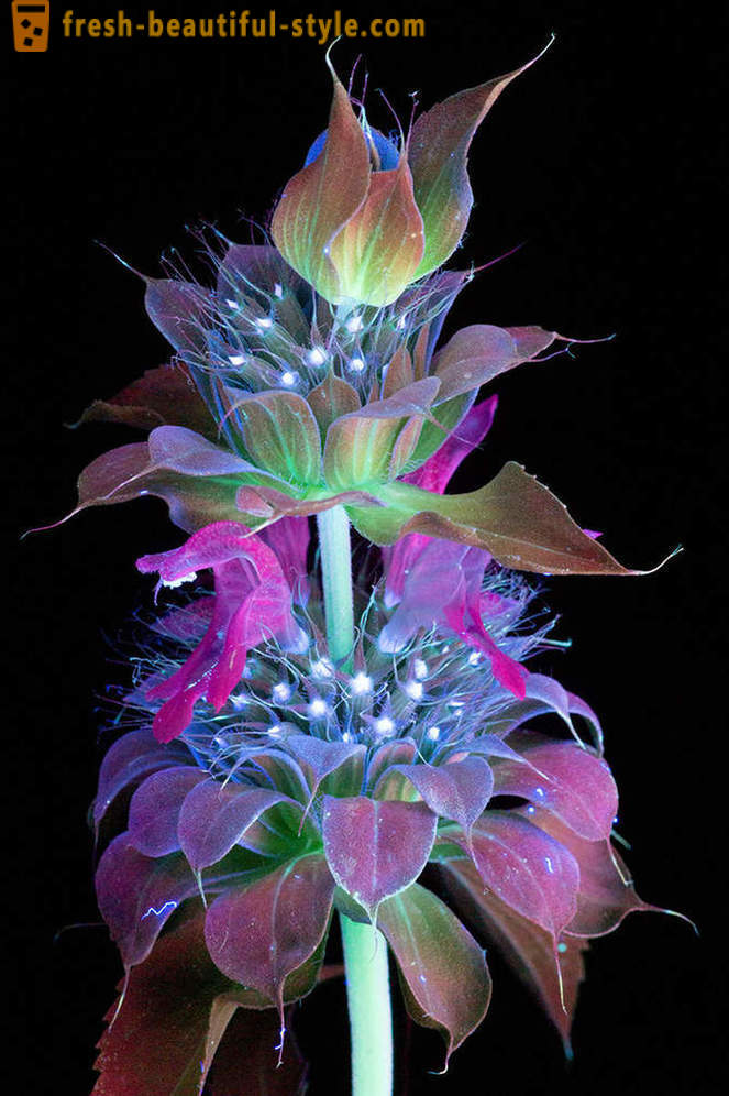 Blændende fotografier af blomster, tændte med ultraviolet lys