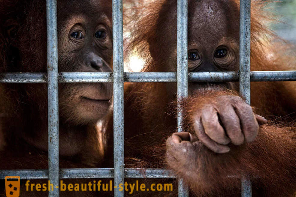 Orangutanger i Indonesien