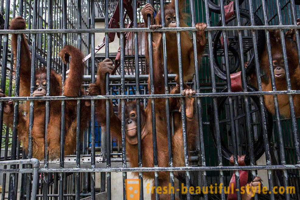Orangutanger i Indonesien