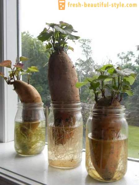 15 vegetabilske afgrøder, der kan dyrkes i en vindueskarm i hjemmet