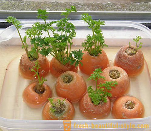 15 vegetabilske afgrøder, der kan dyrkes i en vindueskarm i hjemmet