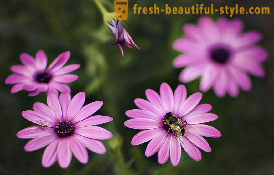 Skønheden i blomster i makrofotografering. Smukke billeder af blomster.