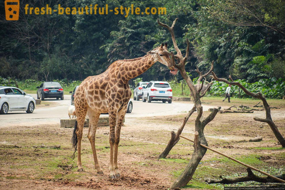Kina, Guangzhou: Chimelong Safari Park (del 1)