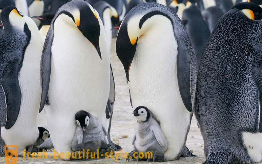 Som mandlige kejseren pingviner pleje deres afkom