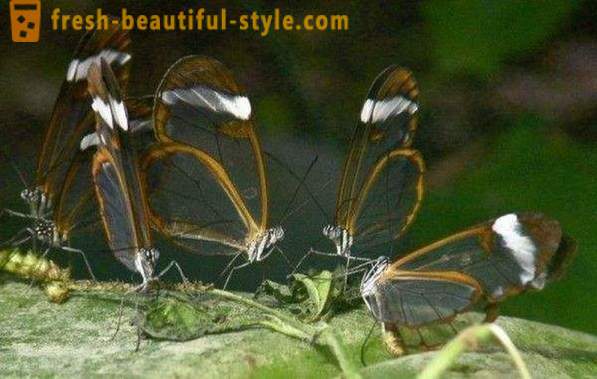 Utrolig sommerfugl sesiidae