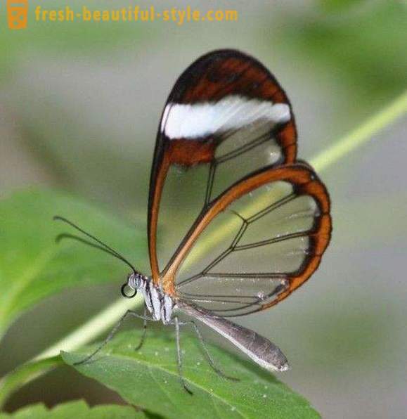 Utrolig sommerfugl sesiidae