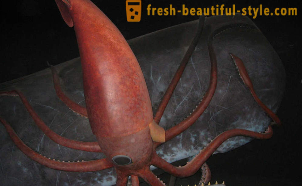 Kraken: den virkelige rædsel fra dybet