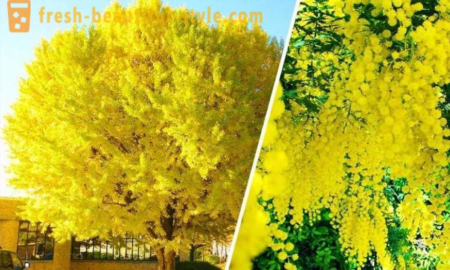 Lyse og usædvanlige træer fra hele verden