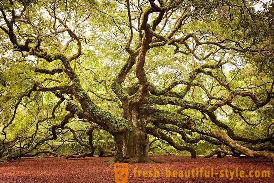 Lyse og usædvanlige træer fra hele verden