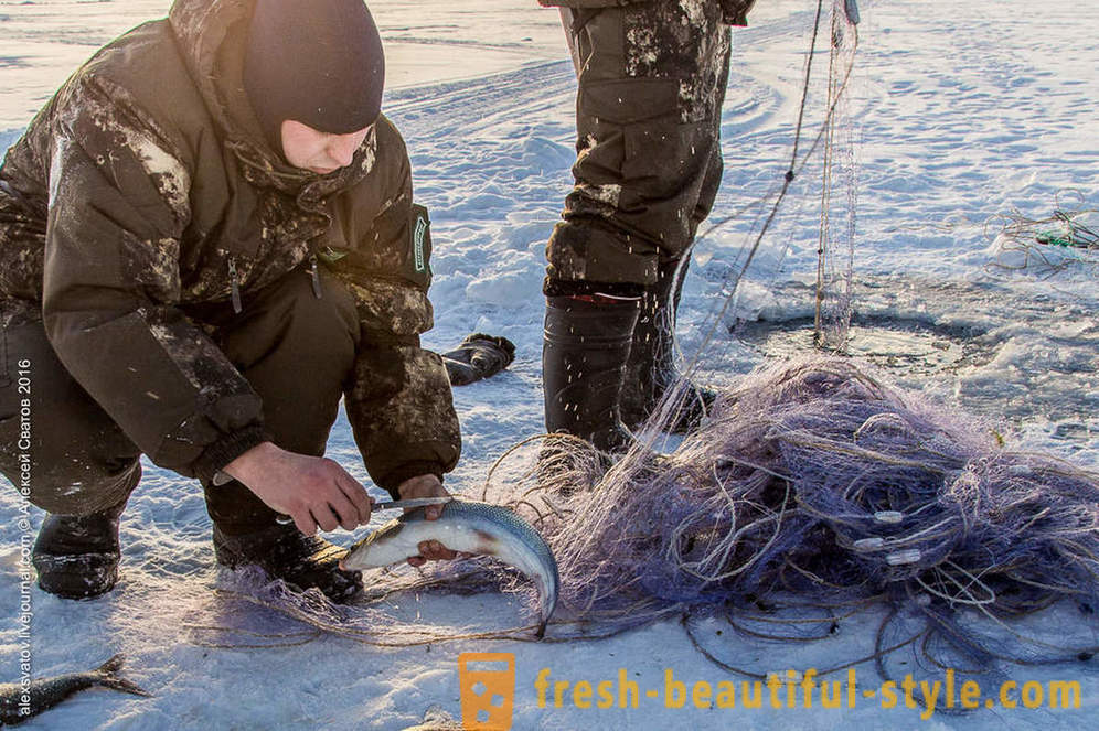 Hvordan rybinspektory på Baikal
