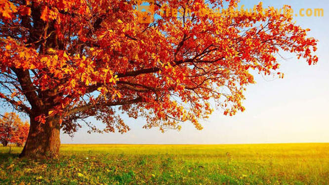 10 hyggelige fakta om efteråret