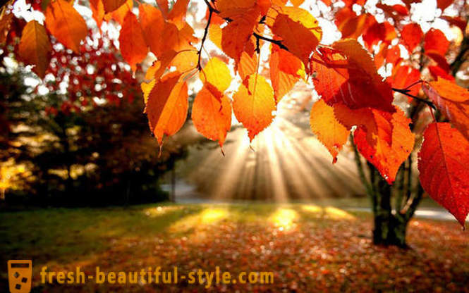 10 hyggelige fakta om efteråret