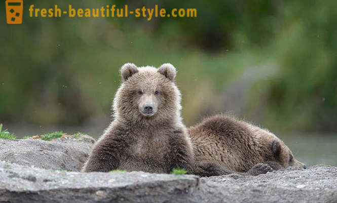 Eller måske ikke enestående for den russiske film om bjørnen familie?