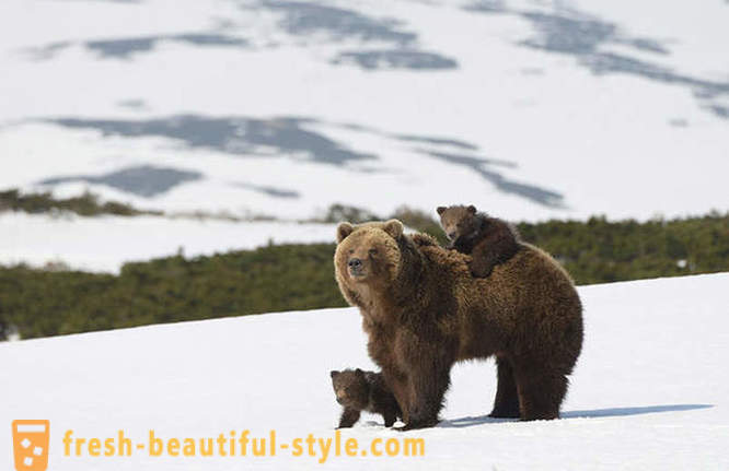 Eller måske ikke enestående for den russiske film om bjørnen familie?