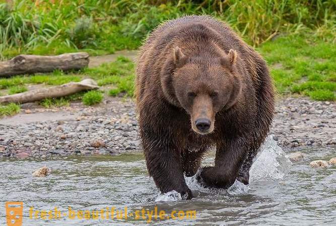 Primordial Kamchatka: Jord bjørne