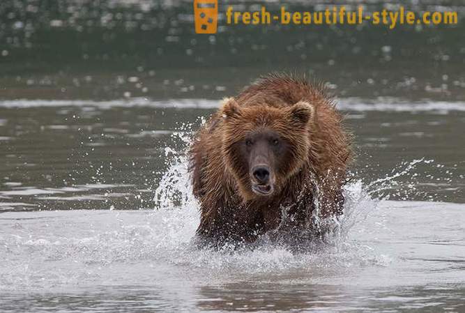 Primordial Kamchatka: Jord bjørne