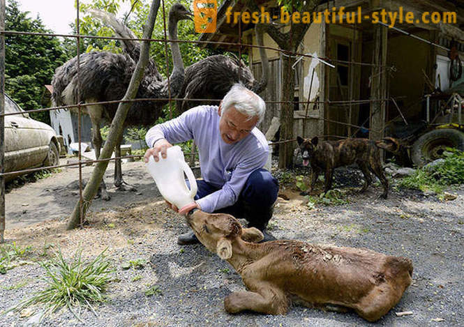 Japanske bor i den eksklusive zone for dyrene