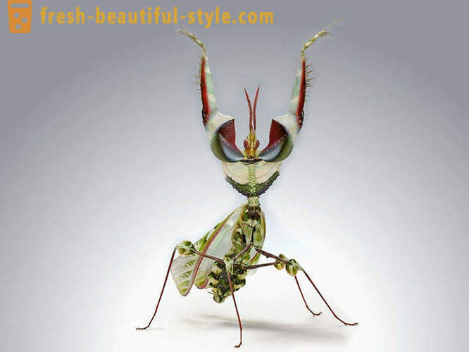 10 af de mest forfærdelige planet biller