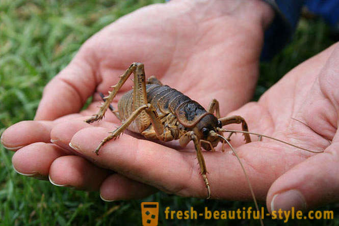 10 af de mest forfærdelige planet biller